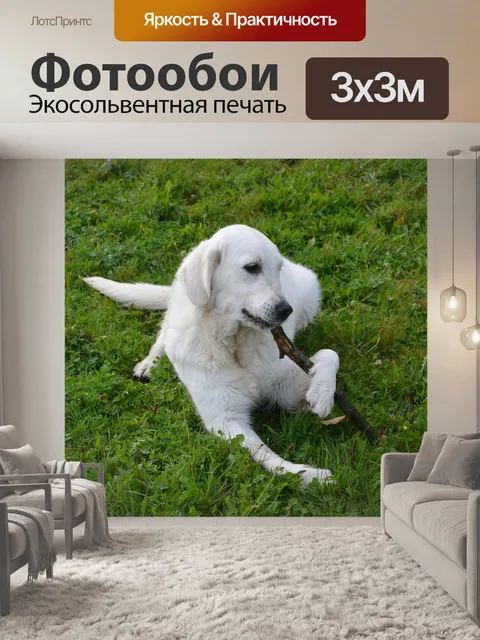 Фотообои Собака