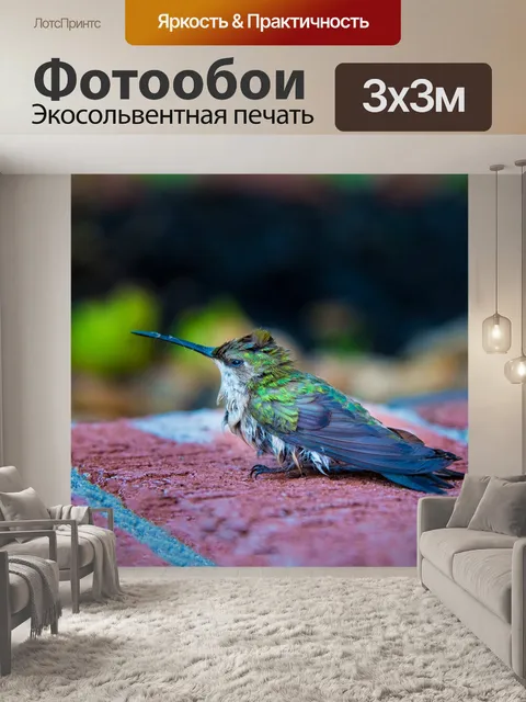 Фотообои Колибри