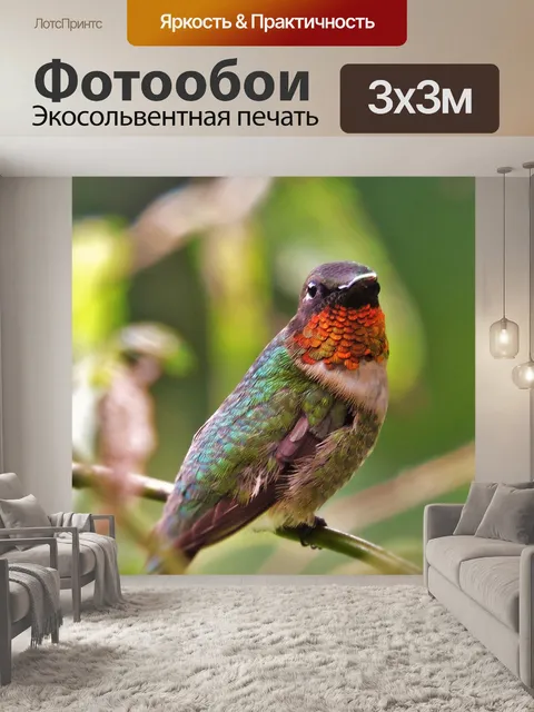 Фотообои Колибри