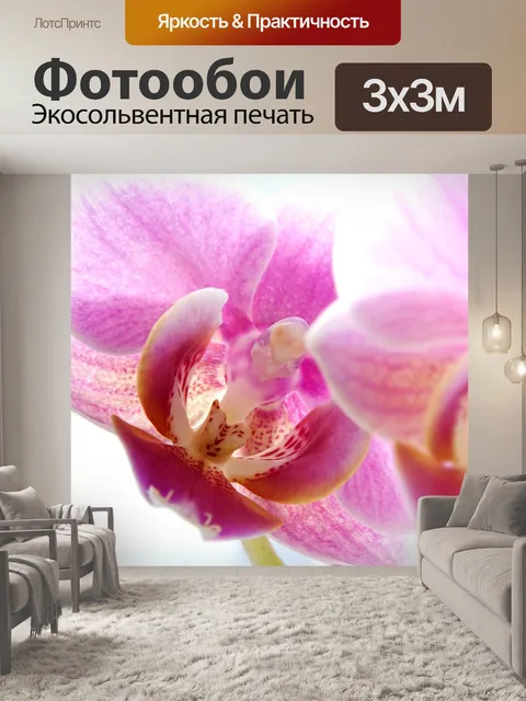 Фотообои Фаленопсис