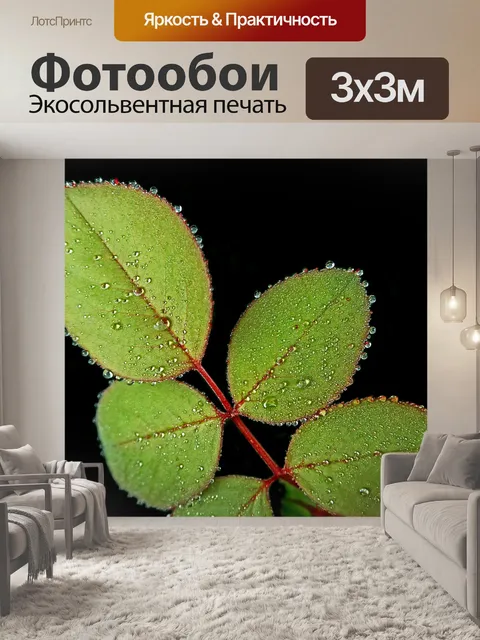 Фотообои Роза