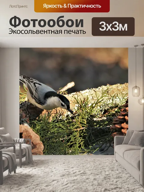 Фотообои Поползень и сосновые шишки
