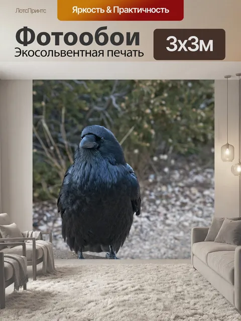 Фотообои Ворон птица