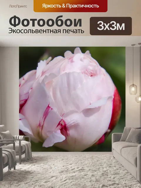 Фотообои Пионы