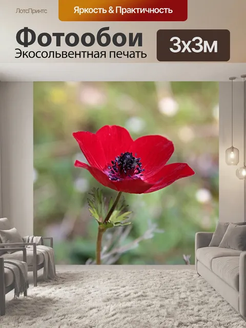 Фотообои Анемоны