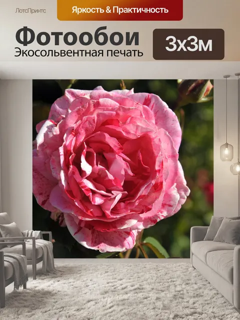 Фотообои Розовый и Белая роза # 2