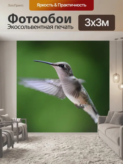 Фотообои Колибри