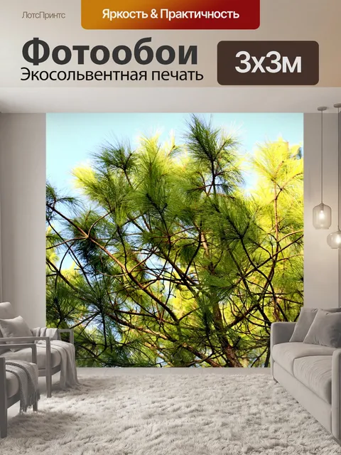 Фотообои Природа соснового леса в Фу Руа