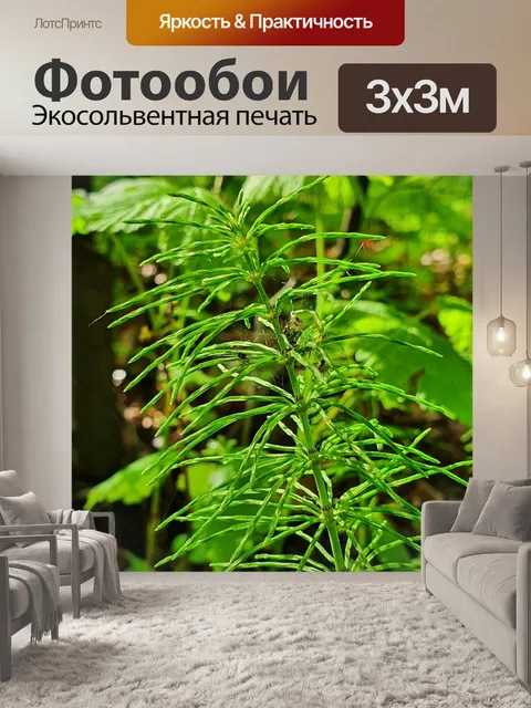 Фотообои Макро