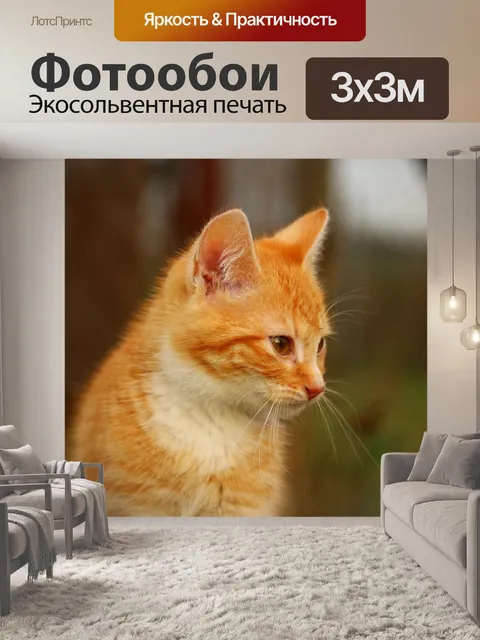 Фотообои Кот