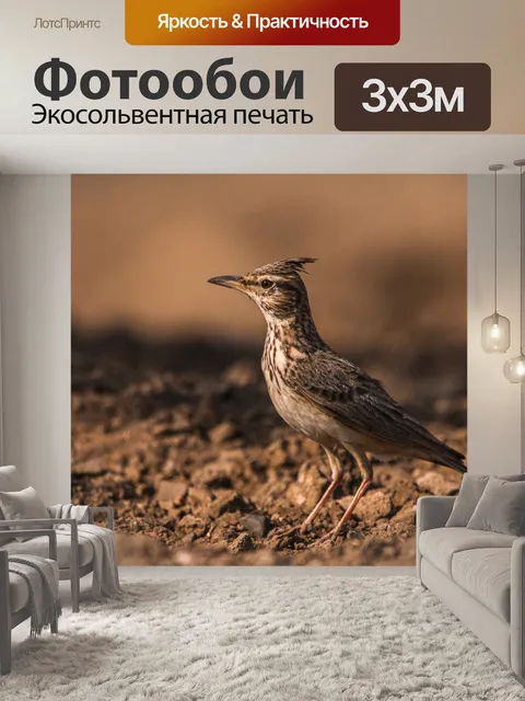 Фотообои Птица