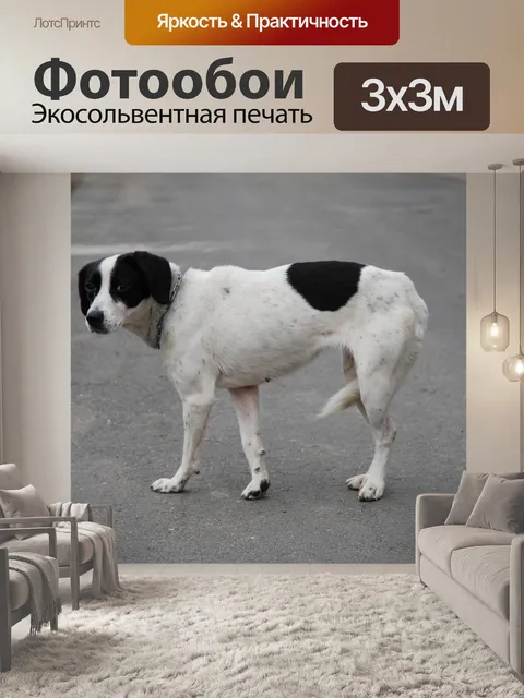 Фотообои Собака