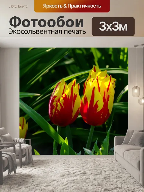 Фотообои Тюльпаны