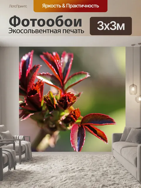 Фотообои Новые красные листья на кончике розы