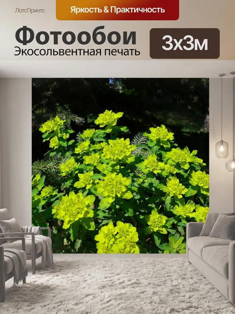 Фотообои Цветы