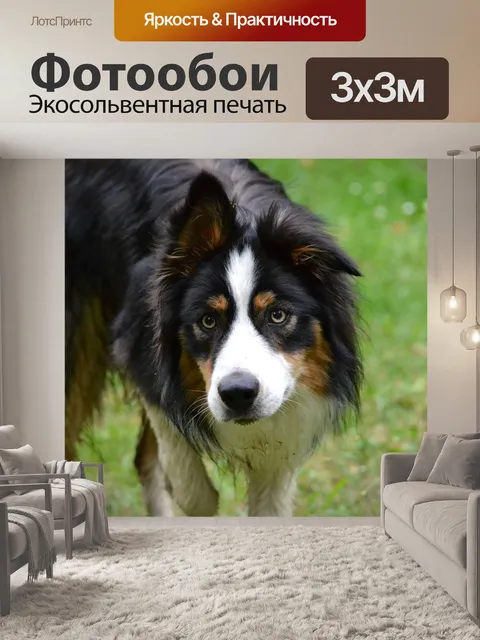 Фотообои Собака