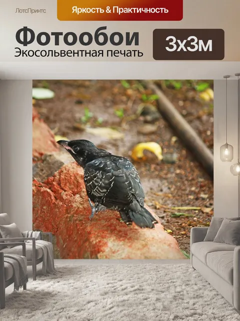 Фотообои Птица