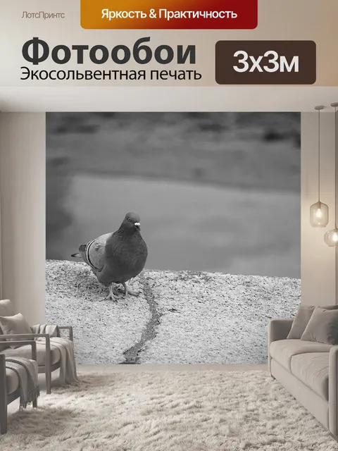 Фотообои Голубь в городе