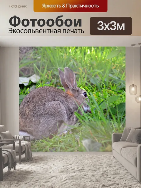 Фотообои Кролик