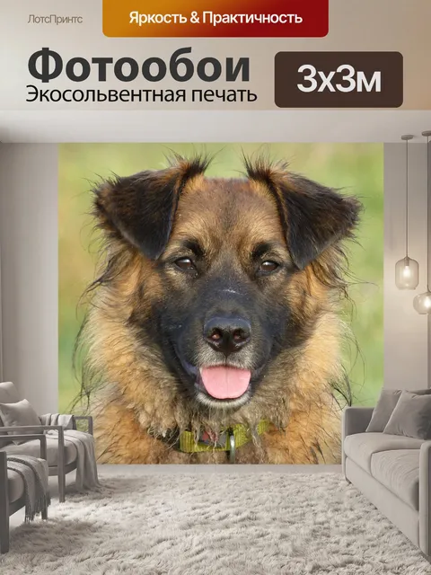 Фотообои Собака