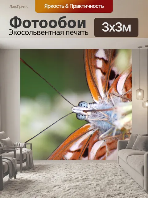 Фотообои Бабочка крупным планом