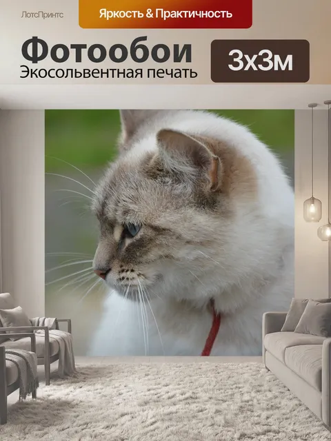Фотообои Кошка