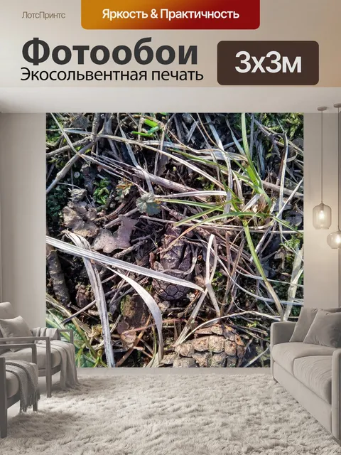 Фотообои Мох