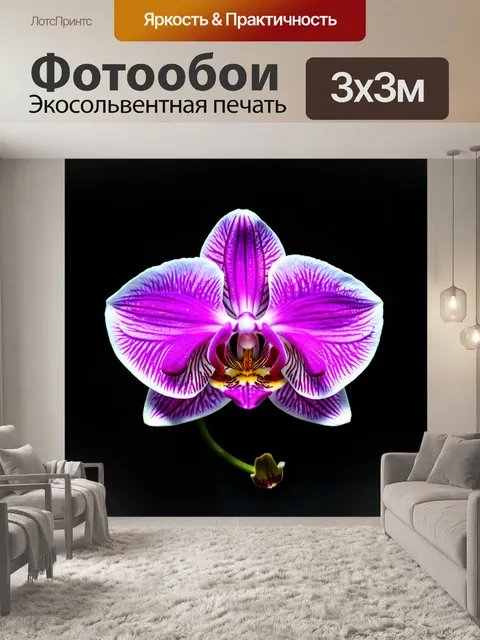 Фотообои орхидея, расположенная на черном фоне, с контрастными яркими цветами