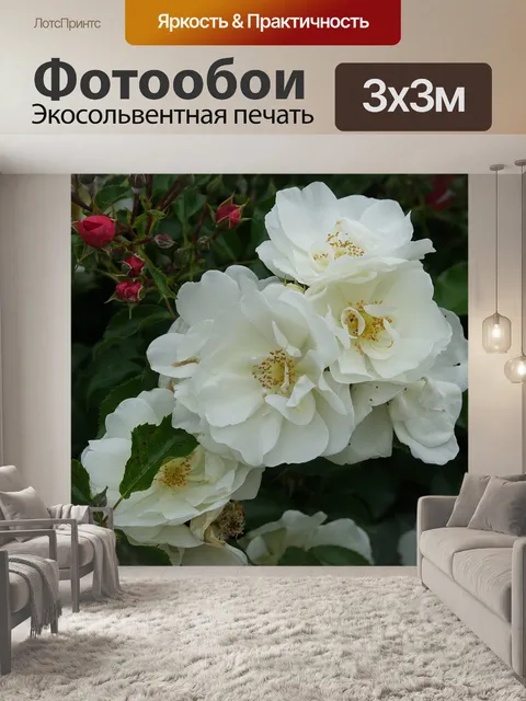 Фотообои Розы