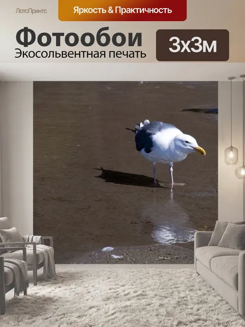 Фотообои Морская чайка