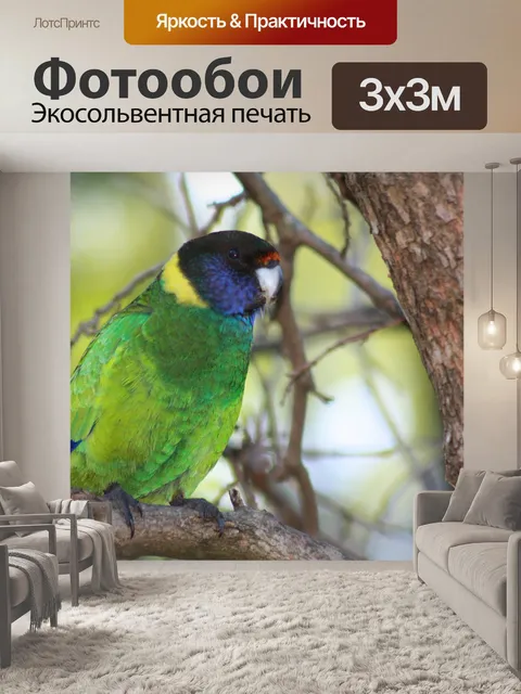 Фотообои Попугай