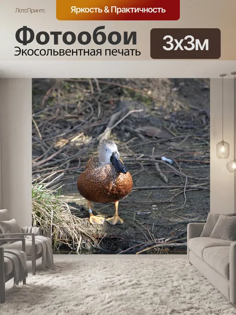 Фотообои Утка