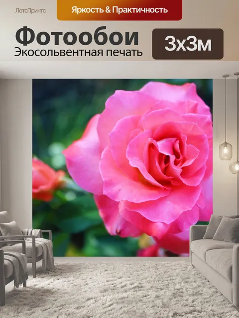 Фотообои Роза Розовая Мокрый