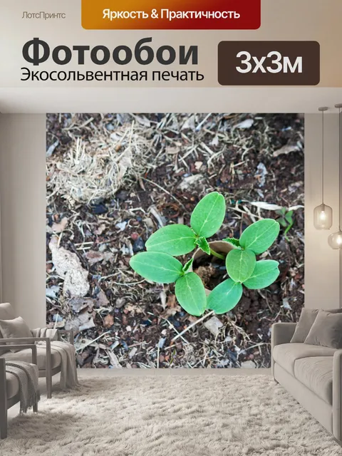 Фотообои семена тыквы, появившиеся из почвы