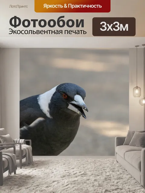 Фотообои Сорока