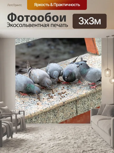 Фотообои Голубь