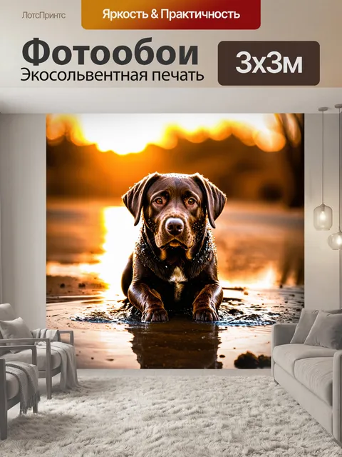 Фотообои мокрая грязная собака лабрадор на фоне солнечного заката