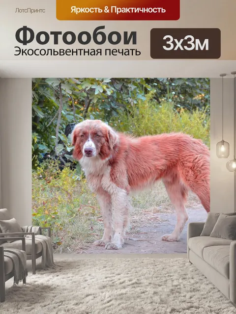 Фотообои Собака