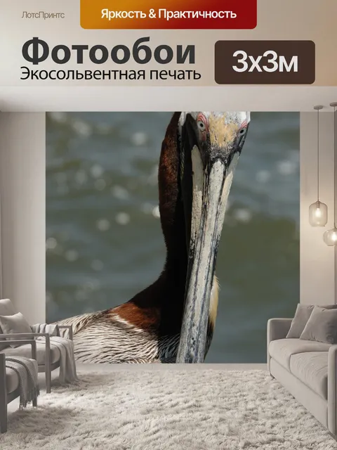 Фотообои Пеликан крупным планом