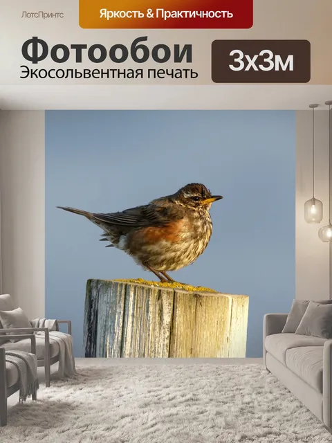 Фотообои Птица