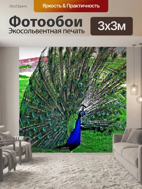 Фотообои Павлин