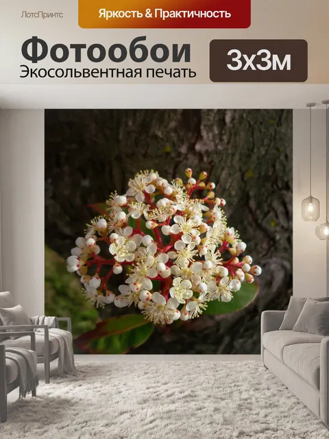 Фотообои Цветы