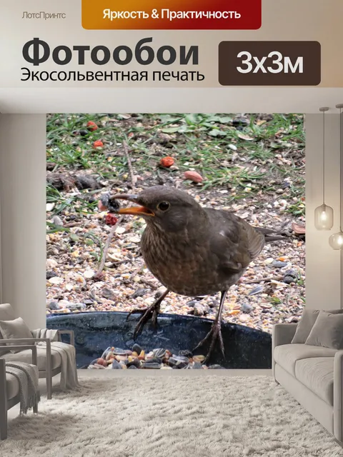 Фотообои Птицы