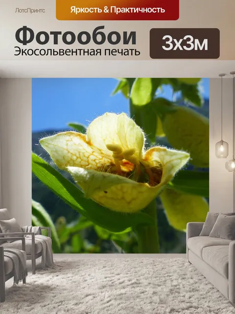 Фотообои Цветы