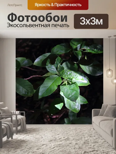 Фотообои свет на выращивание растений в лесу