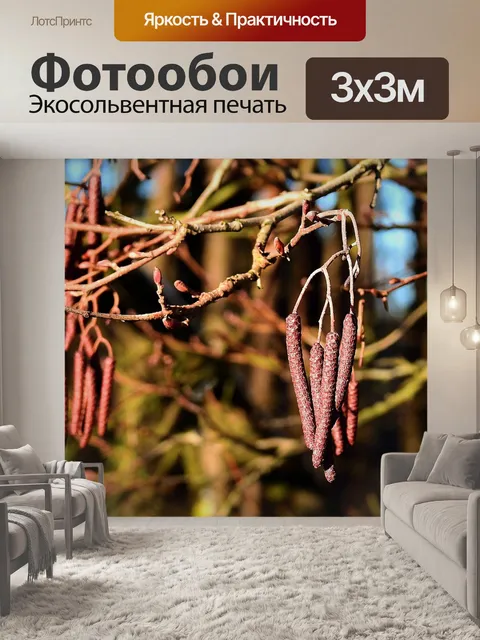 Фотообои Шишки
