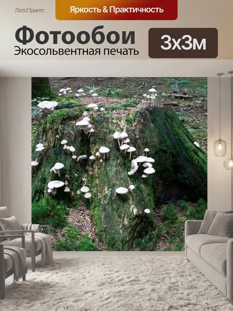 Фотообои Грибы