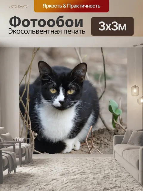 Фотообои Кошка