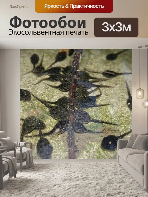 Фотообои Головастики