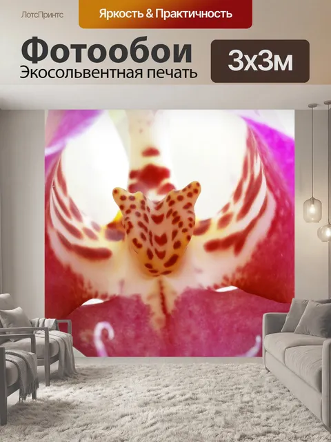 Фотообои Орхидея